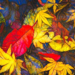 Fall colors 3