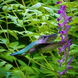 Hummingbird and Corydalis