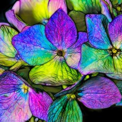 Hydrangea
