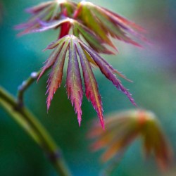 Japanese maple