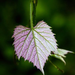 Young grape leaf