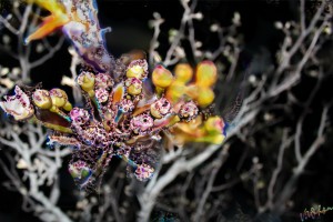 SpringFruits
