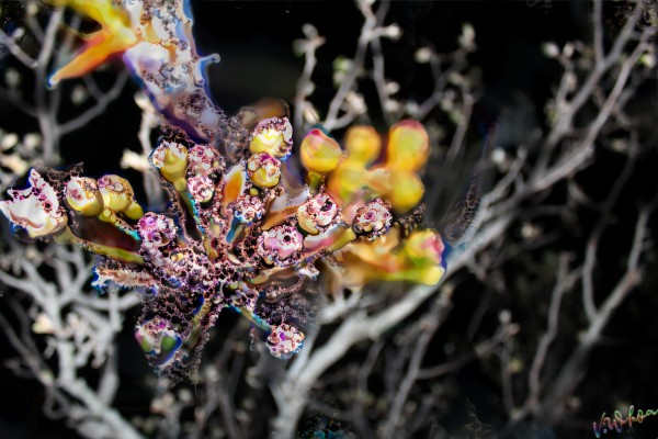SpringFruits by Van Whoa