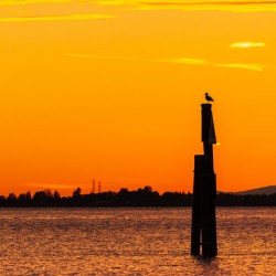 Golden Solitude