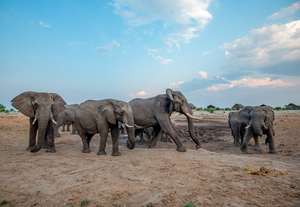 Elephant Rumble - Elephant Sands Botswana
