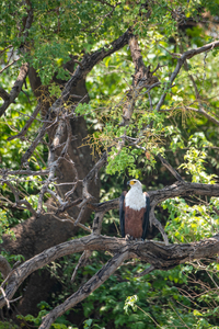 African Fish Eagle Perching - Chobe National Park Botswana