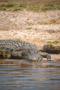 Nile Crocodile - Chobe National Park Botswana