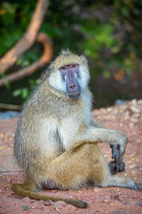 Baboon - South Luangwa National Park Zambia