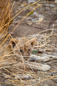 Deadly Lion Cub - South Luangwa National Park Zambia