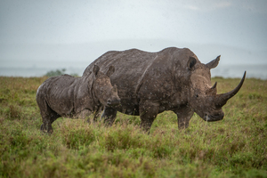 Black Rhino Mother and Baby - Ol Pejeta Conservancy Kenya