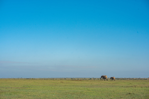 Elephants in a Meadow 2 - Ol Pejeta Conservancy Kenya