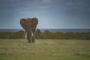 Elephant at Dusk - Ol Pejeta Conversvancy Kenya