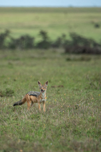 Smiling Jackal - Ol Pejeta Conservancy Kenya