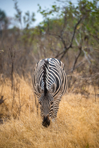 Zebra Snacking - Ol Pejeta Conservancy Kenya