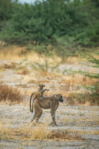 Baboon Baby and Mama - Moremi National Park Botswana