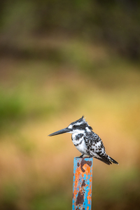 Pied Kingfisher 2 - Khwai Community Trust Botswana