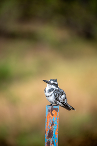 Pied Kingfisher - Khwai Community Trust Botswana