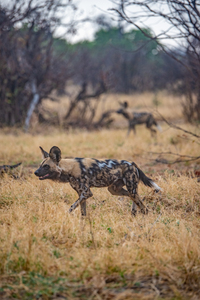 Wild Dogs on the Hunt - Khwai Community Trust Botswana