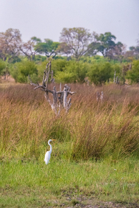 White Egret - Khwai Community Trust Botswana