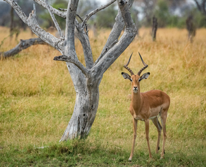 Cheeky Impala - Khwai Community Trust Botswana