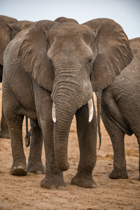 Staring Elephant - Elephant Sands Botswana