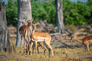 Impalas - Chobe National Park Botswana