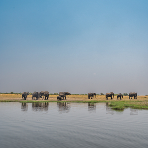 Elephant Reflections - Chobe National Park Botswana