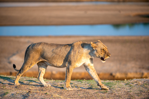 Lioness in the Evening Light - South Luangwa National Park Zambia