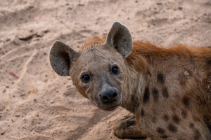 Curious Hyena - South Luangwa National Park Zambia
