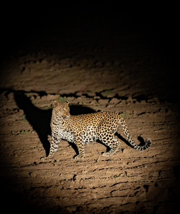 Leopard in the Night - South Luangwa National Park Zambia