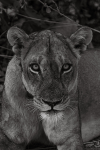 Lioness Eye Contact - South Luangwa National Park Zambia