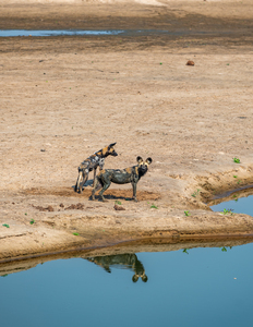 African Wild Dog Reflections - South Luangwa National Park Zambia