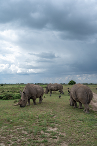 Northern White Rhinos - Ol Pejeta Conservancy Kenya