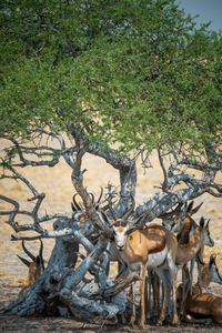 Sprinkboks in the Shade - Nxai Pans National Park Botswana