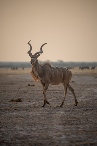 Mysterious Kudu 2 - Central Kalahari Game Reserve Botswana