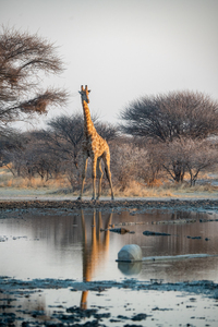 Giraffe at the Water Hole - Central Kalahari Game Reserve Botswana