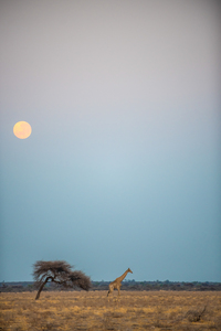 Giraffe Kalahari Sunrise 4 - Central Kalahari Game Reserve Botswana