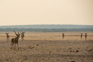 Kudu in the Afternoon Light - Central Kalahari Game Reserve Botswana