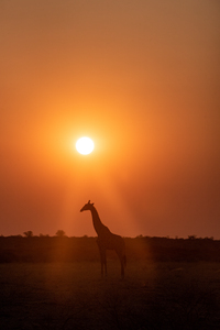 Giraffe Sunrise 5 - Central Kalahari Game Reserve Botswana