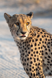 Cheetah in the Evening Light - Central Kalahari Game Reserve Botswana