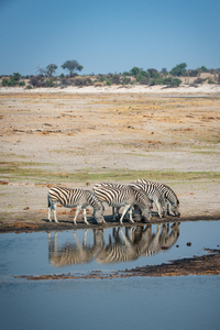 Zebra Reflections - Makgadikgadi Pans National Park Botswana