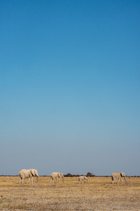 Elephants in the Low Light - Nxai Pans National Park Botswana