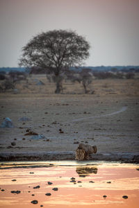Lion Reflections - Nxai Pans National Park Botswana