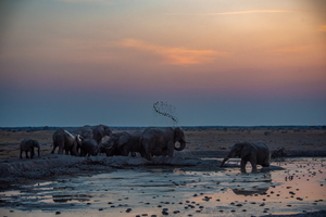 Thirsty Elephant Herd - Nxai Pans National Park Botswana