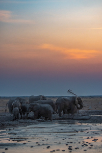 Elephants Having a Drink - Nxai Pans National Park Botswana