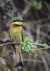 Bee Eater