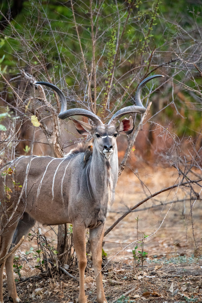 Regal Kudu - South Luangwa National Park Zambia by Two Dusty Travelers
