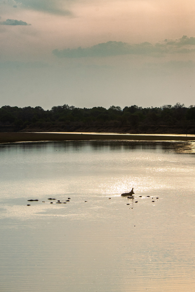 Hippos in the Morning Light - South Luangwa National Park Zambia by Two Dusty Travelers