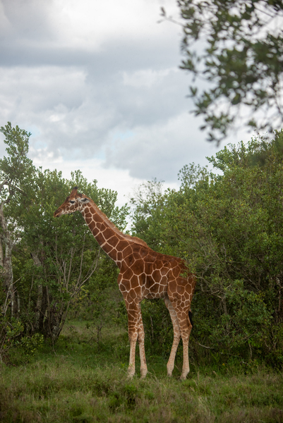 Reticulated Giraffe - Ol Pejeta Conservancy Kenya by Two Dusty Travelers