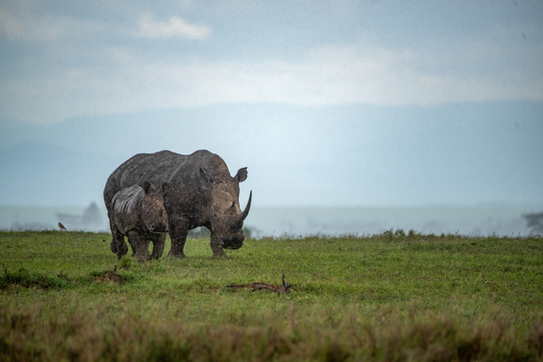 Black Rhino Mother and Baby 2 - Ol Pejeta Conservancy Kenya by Two Dusty Travelers
